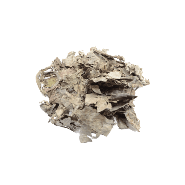 psychotria_carthagenensis_amyruca_25_gramm_suhih_listev-107-B